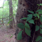Trail Navigator | Cliffs of the Neuse State Park - Poison Ivy